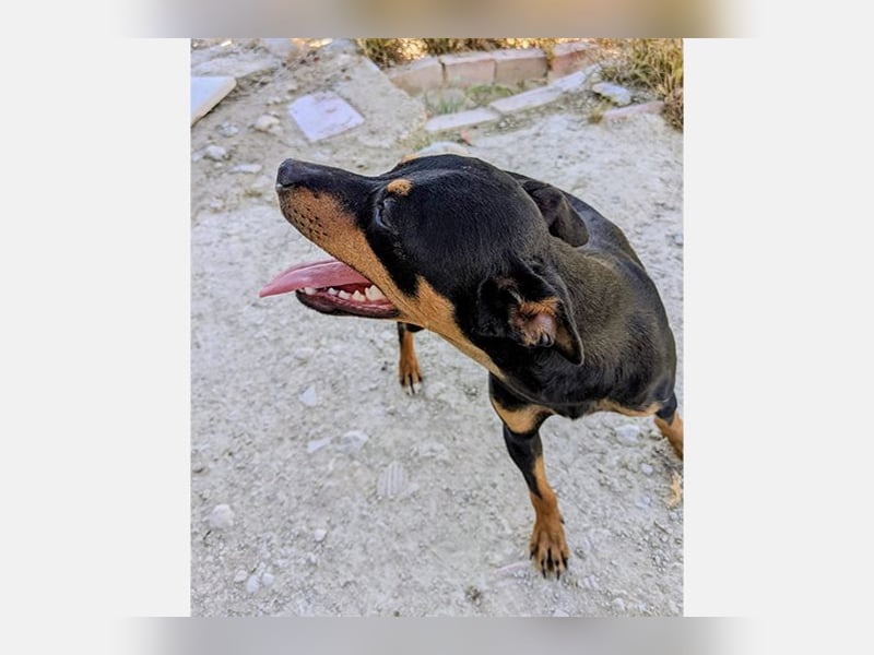 Cooper (CO) fröhlicher und liebevoller kleiner Kerl