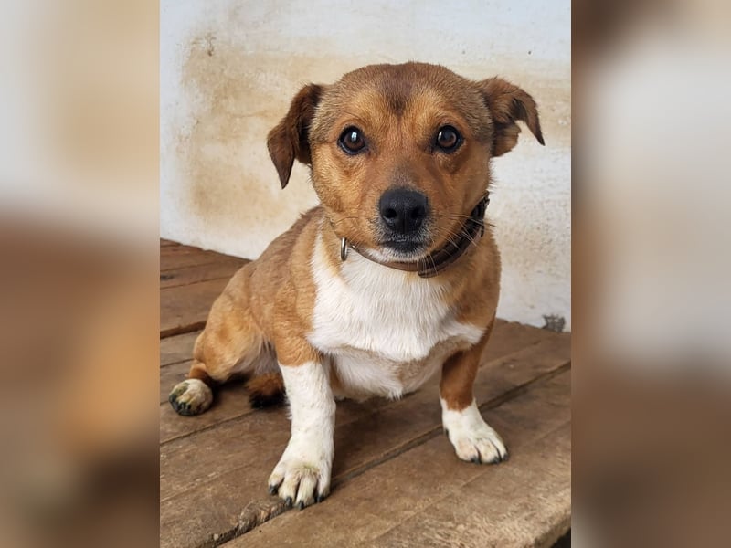 Willy (PA) eine wirklich süße kleine Zuckerschnute