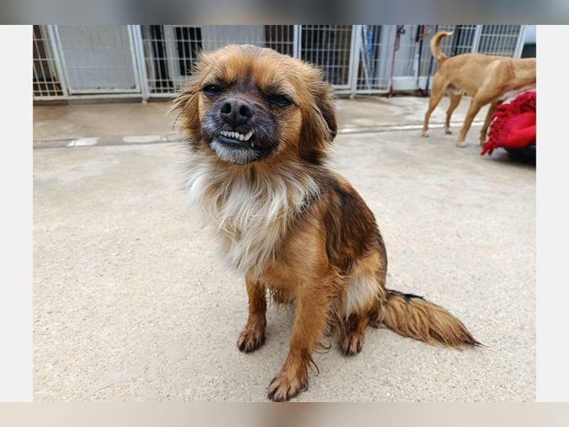 Zuri (LR) eine kleine Herzensbrecherin