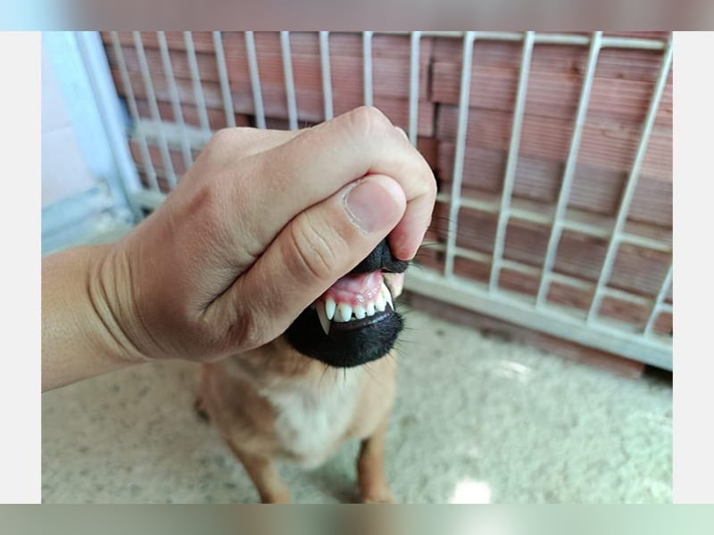 Cereza (TO) kleine pfiffige Maus