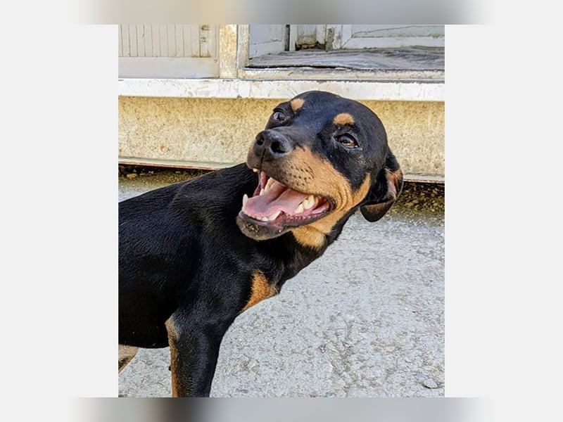 Cooper (CO) fröhlicher und liebevoller kleiner Kerl