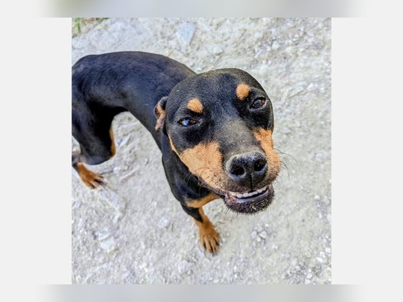 Cooper (CO) fröhlicher und liebevoller kleiner Kerl