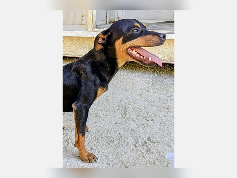 Cooper (CO) fröhlicher und liebevoller kleiner Kerl