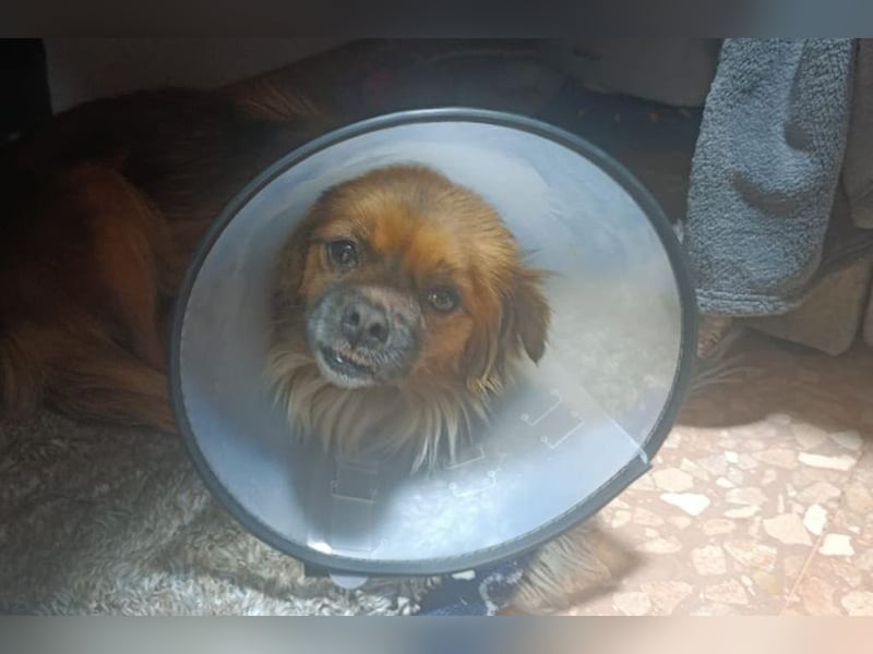 Zuri (LR) eine kleine Herzensbrecherin