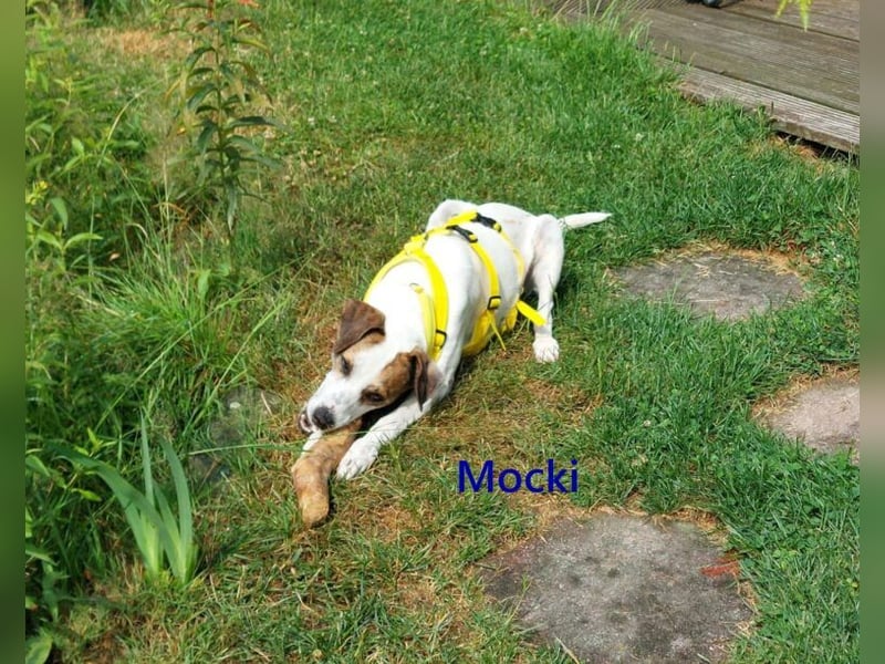 Mocki geb. 06/2023 (in Deutschland) - loyaler Hundejunge sucht seine Menschen!
