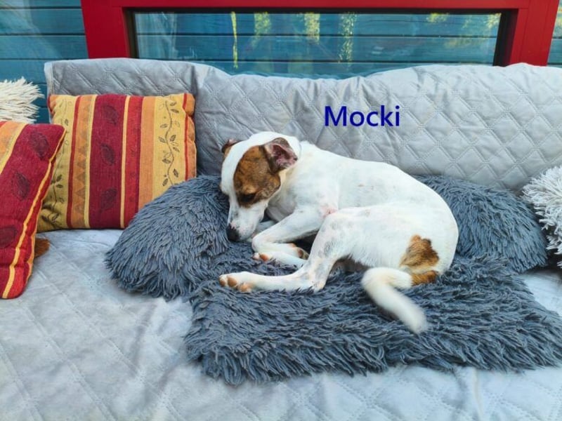 Mocki geb. 06/2023 (in Deutschland) - loyaler Hundejunge sucht seine Menschen!