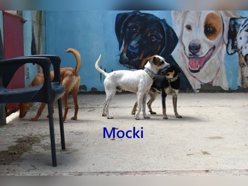 Mocki geb. 06/2023 (in Deutschland) - loyaler Hundejunge sucht seine Menschen!