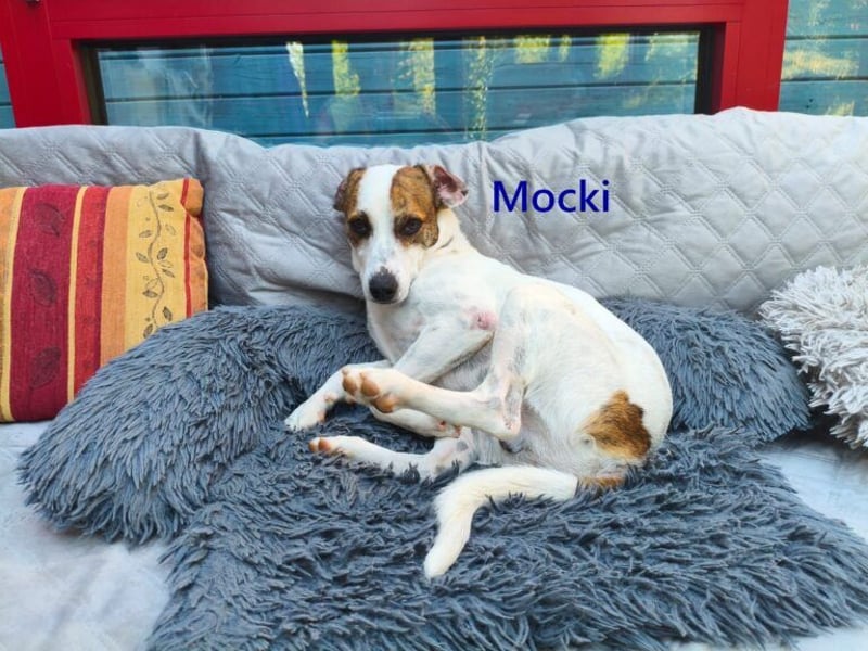 Mocki geb. 06/2023 (in Deutschland) - loyaler Hundejunge sucht seine Menschen!