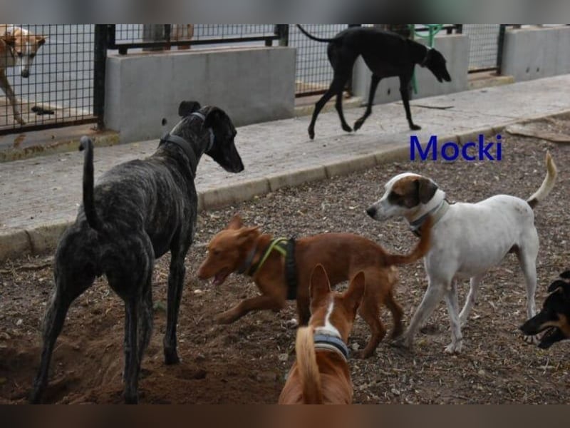Mocki geb. 06/2023 (in Deutschland) - loyaler Hundejunge sucht seine Menschen!
