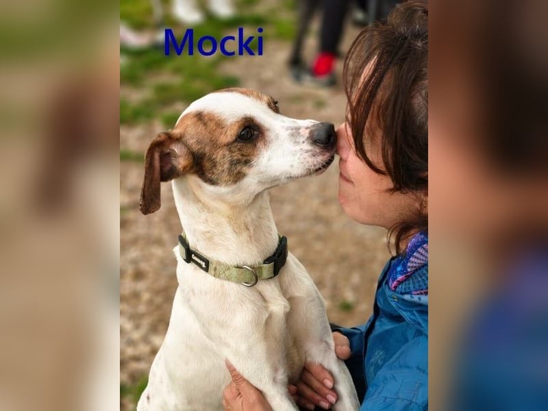 Mocki geb. 06/2023 (in Deutschland) - loyaler Hundejunge sucht seine Menschen!