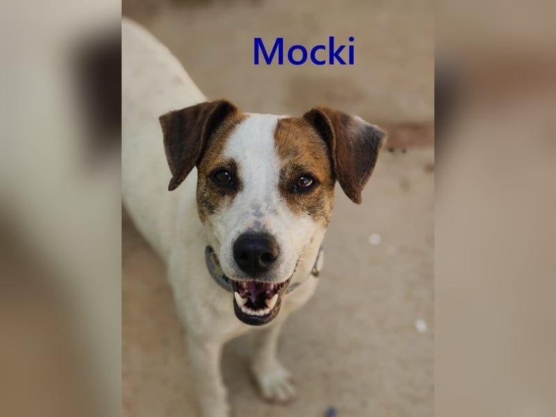Mocki geb. 06/2023 (in Deutschland) - loyaler Hundejunge sucht seine Menschen!