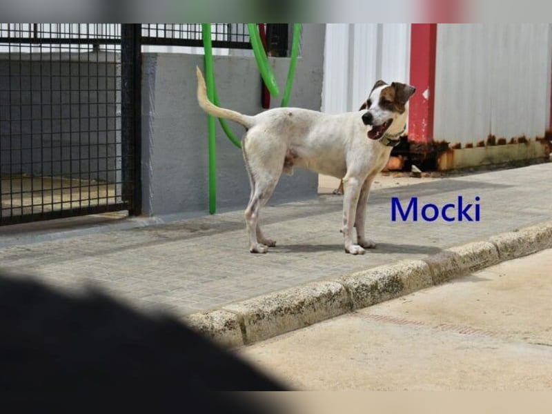 Mocki geb. 06/2023 (in Deutschland) - loyaler Hundejunge sucht seine Menschen!