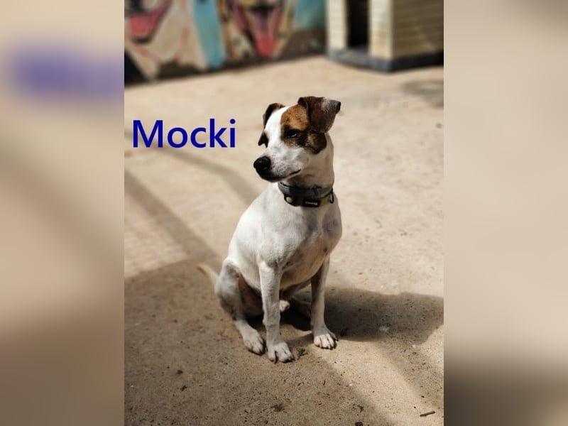 Mocki geb. 06/2023 (in Deutschland) - loyaler Hundejunge sucht seine Menschen!