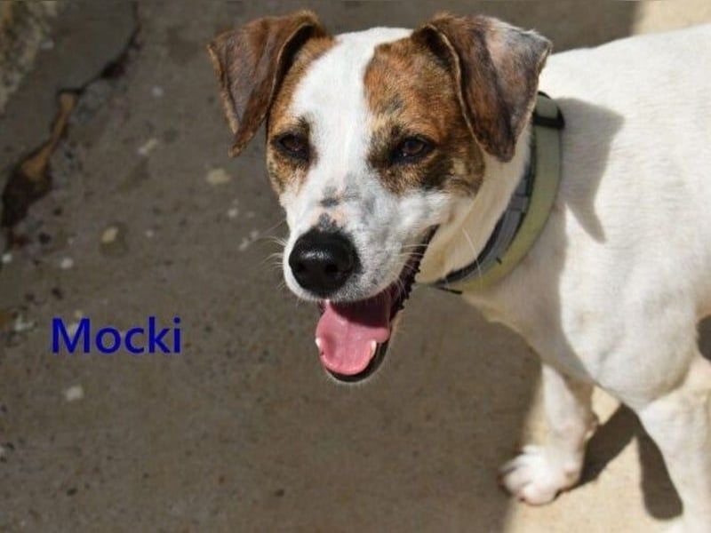 Mocki geb. 06/2023 (in Deutschland) - loyaler Hundejunge sucht seine Menschen!