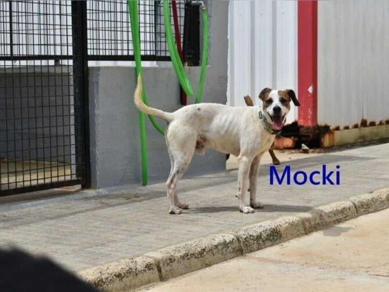 Mocki geb. 06/2023 (in Deutschland) - loyaler Hundejunge sucht seine Menschen!