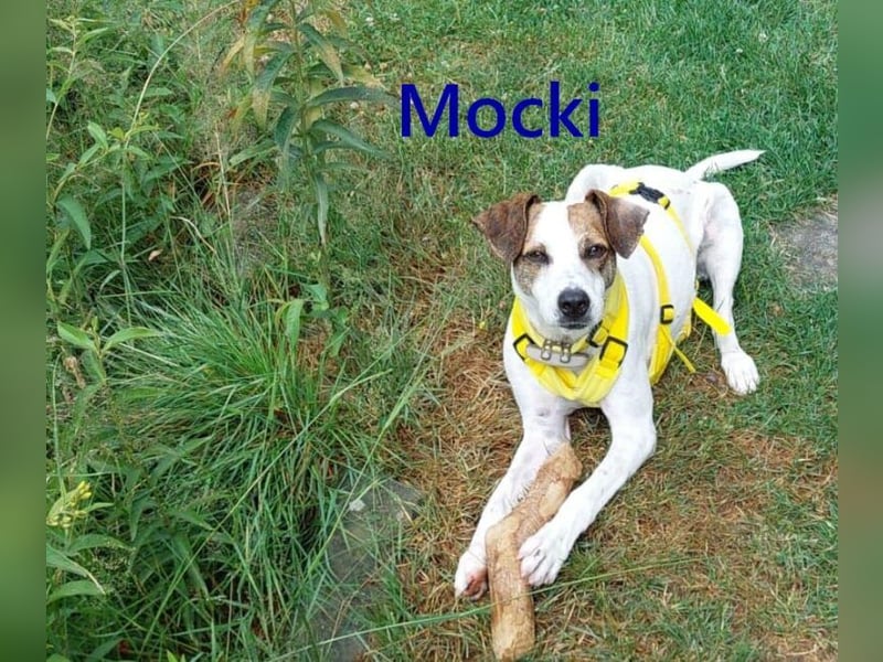 Mocki geb. 06/2023 (in Deutschland) - loyaler Hundejunge sucht seine Menschen!
