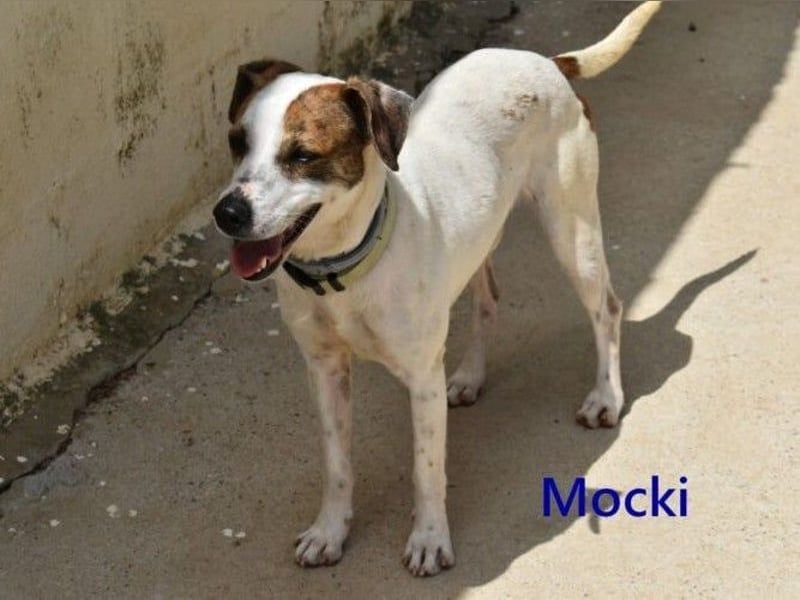 Mocki geb. 06/2023 (in Deutschland) - loyaler Hundejunge sucht seine Menschen!