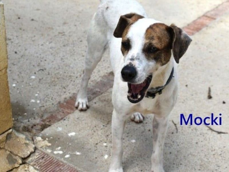 Mocki geb. 06/2023 (in Deutschland) - loyaler Hundejunge sucht seine Menschen!