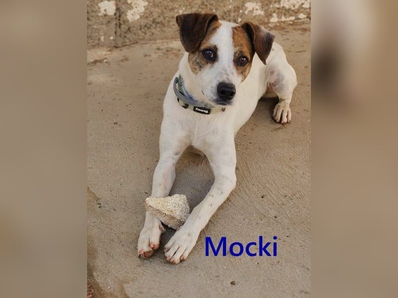 Mocki geb. 06/2023 (in Deutschland) - loyaler Hundejunge sucht seine Menschen!