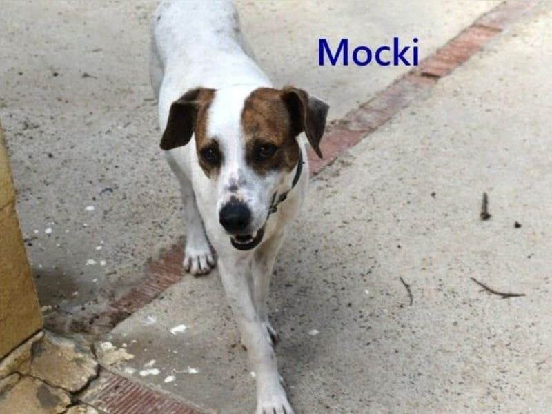 Mocki geb. 06/2023 (in Deutschland) - loyaler Hundejunge sucht seine Menschen!