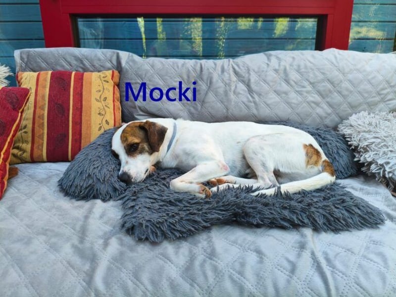 Mocki geb. 06/2023 (in Deutschland) - loyaler Hundejunge sucht seine Menschen!