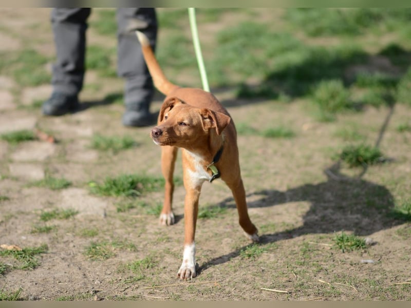 Sehr süße Indi *hat Interessenten*