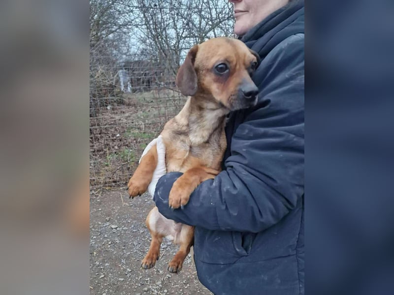 Kleiner Enno möchte eine Familie