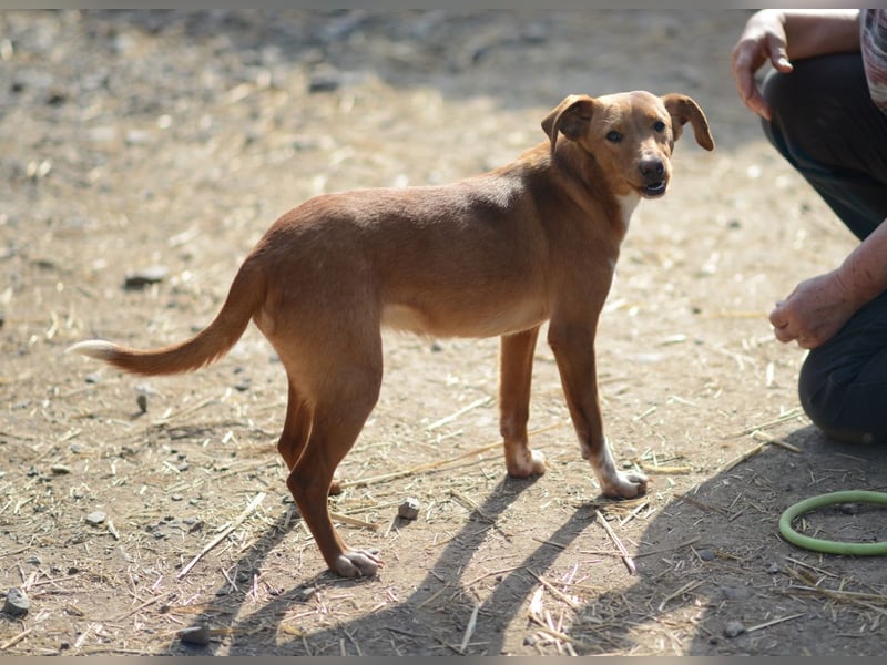 Sehr süße Indi *hat Interessenten*
