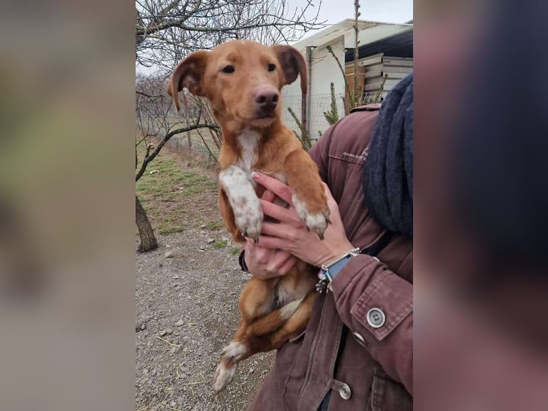 Sehr süße Indi *hat Interessenten*