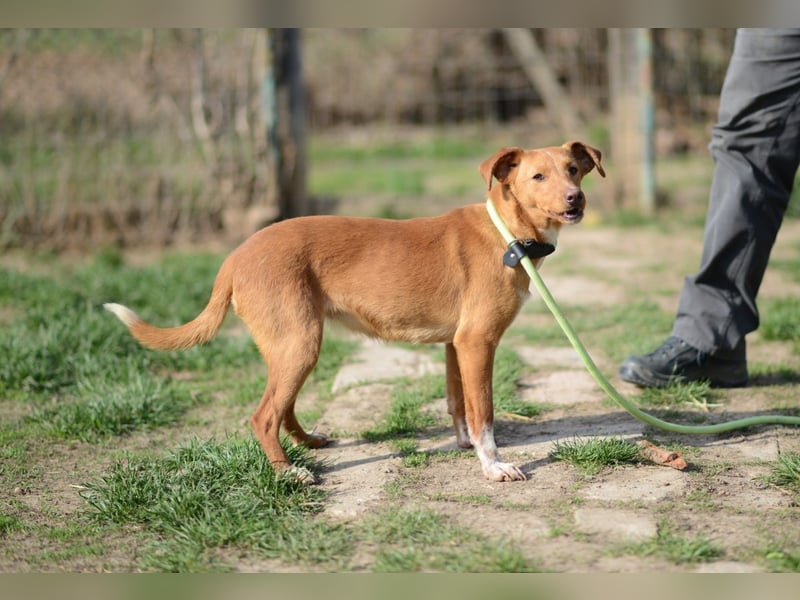 Sehr süße Indi *hat Interessenten*