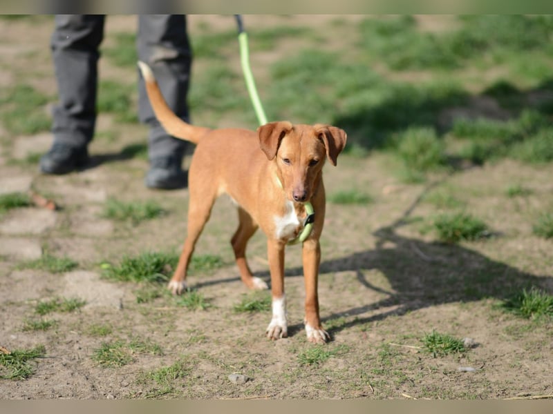 Sehr süße Indi *hat Interessenten*