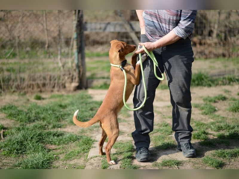 Sehr süße Indi *hat Interessenten*