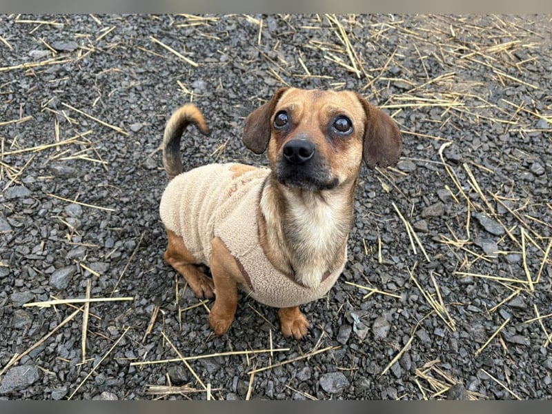 Kleiner Enno möchte eine Familie