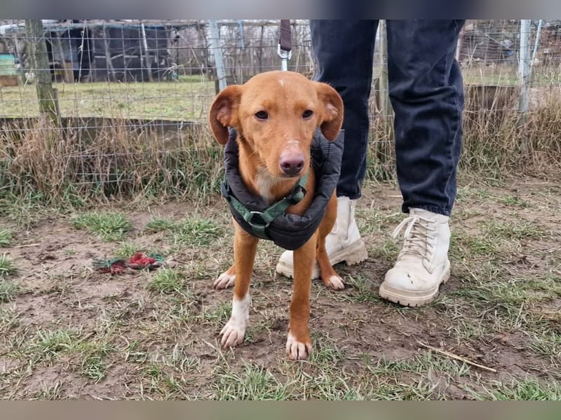 Sehr süße Indi *hat Interessenten*