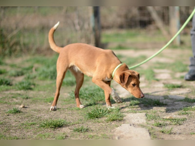 Sehr süße Indi *hat Interessenten*