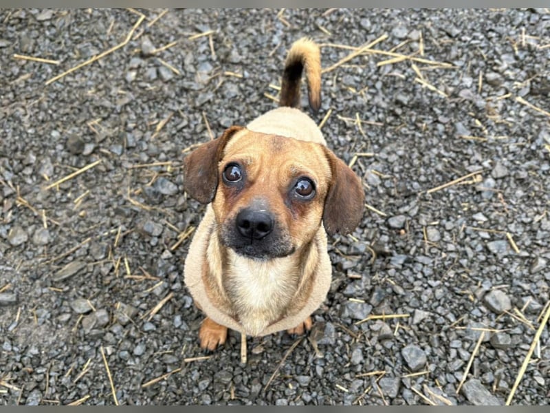 Kleiner Enno möchte eine Familie