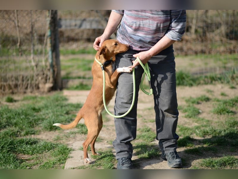 Sehr süße Indi *hat Interessenten*