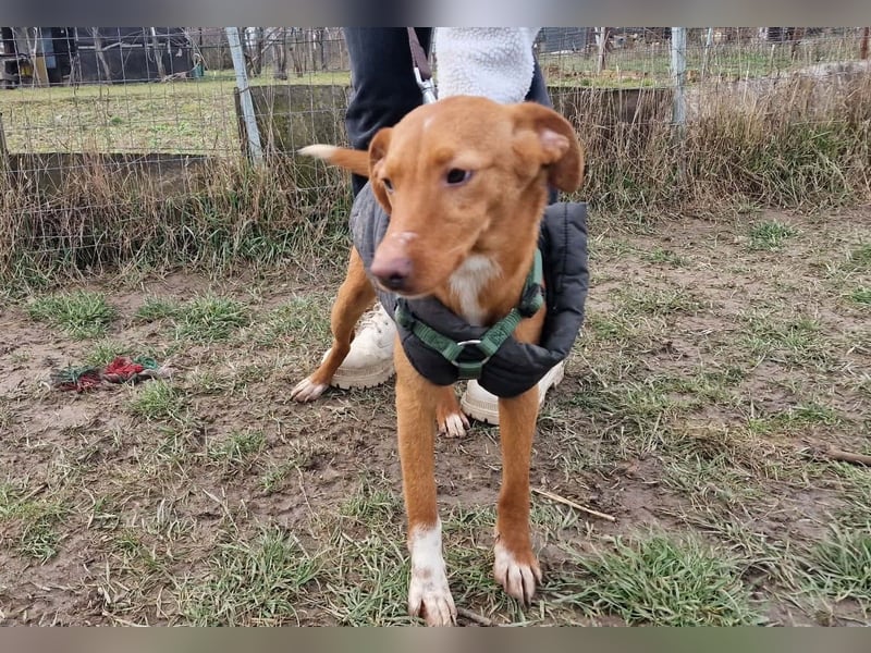 Sehr süße Indi *hat Interessenten*