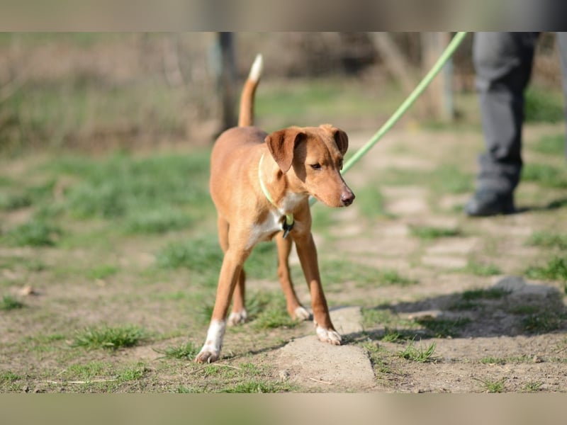 Sehr süße Indi *hat Interessenten*