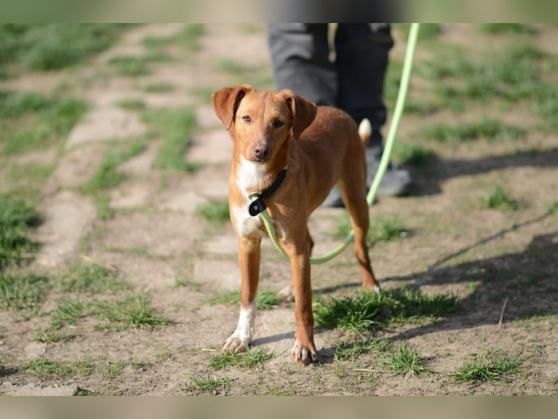 Sehr süße Indi *hat Interessenten*