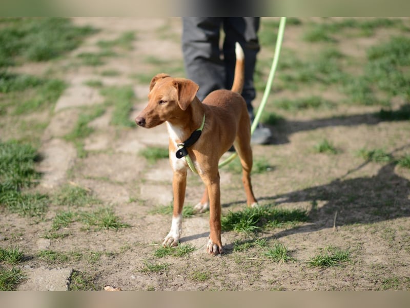 Sehr süße Indi *hat Interessenten*