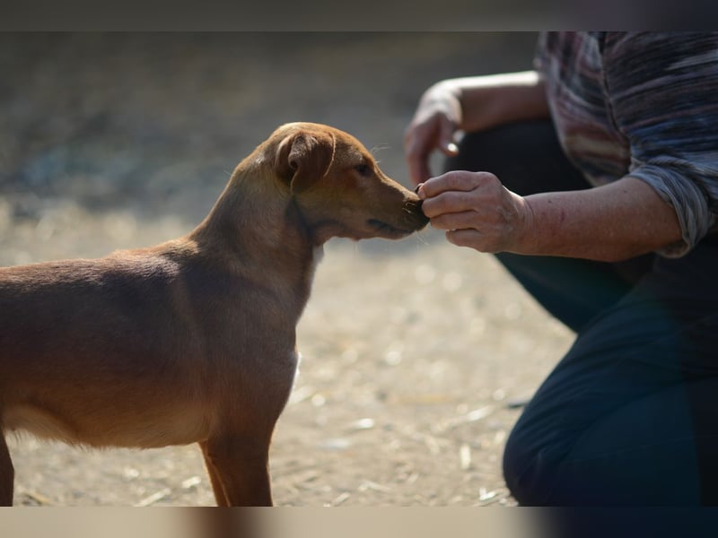 Sehr süße Indi *hat Interessenten*