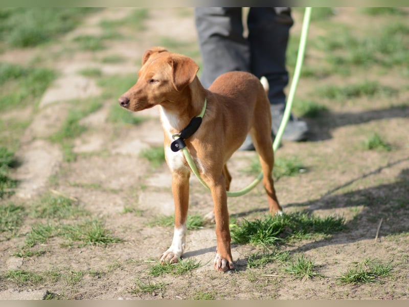 Sehr süße Indi *hat Interessenten*