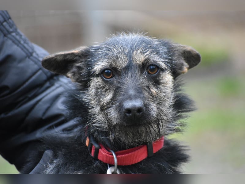 Terriermix Xenia
