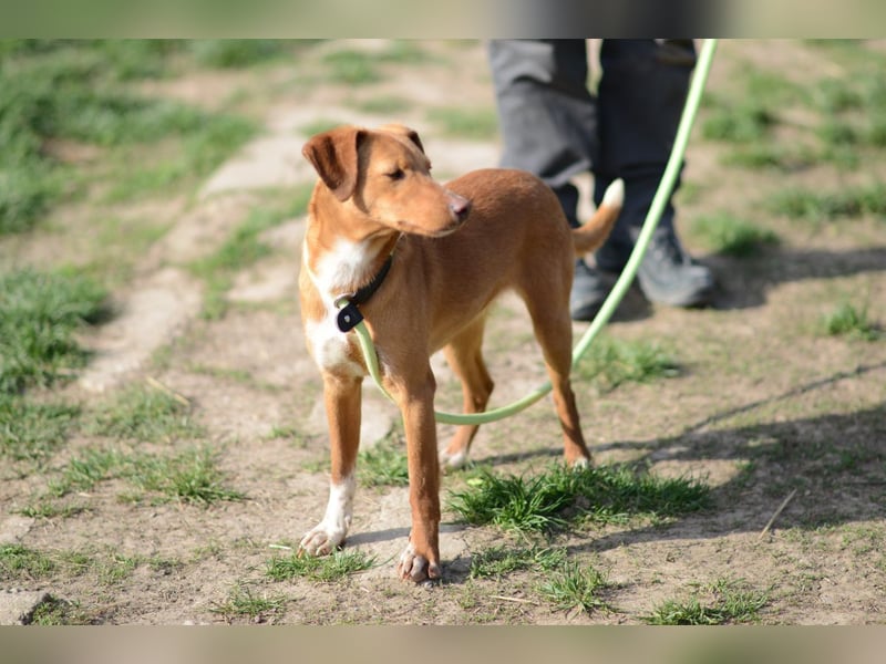 Sehr süße Indi *hat Interessenten*