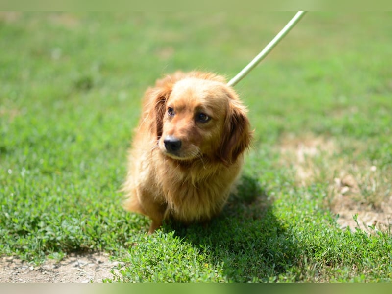 Magyi