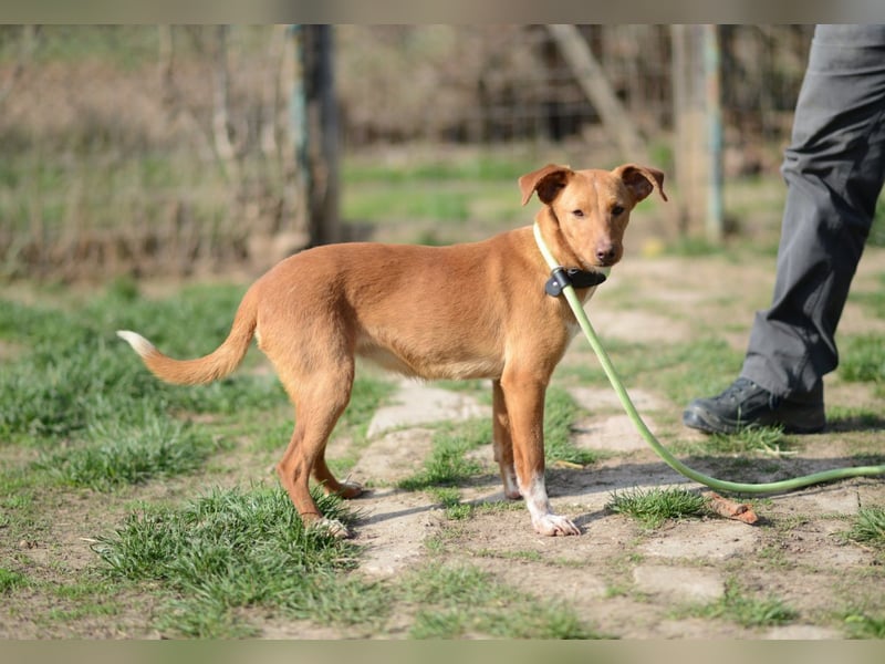 Sehr süße Indi *hat Interessenten*