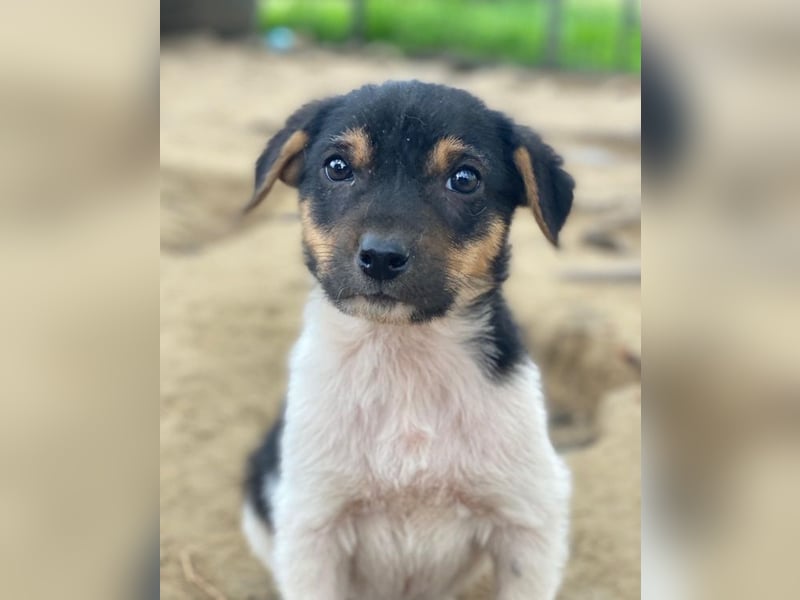 Caien, geb. ca. 10/2025, lebt auf einer privaten Pflegestelle in 49176 Hilter