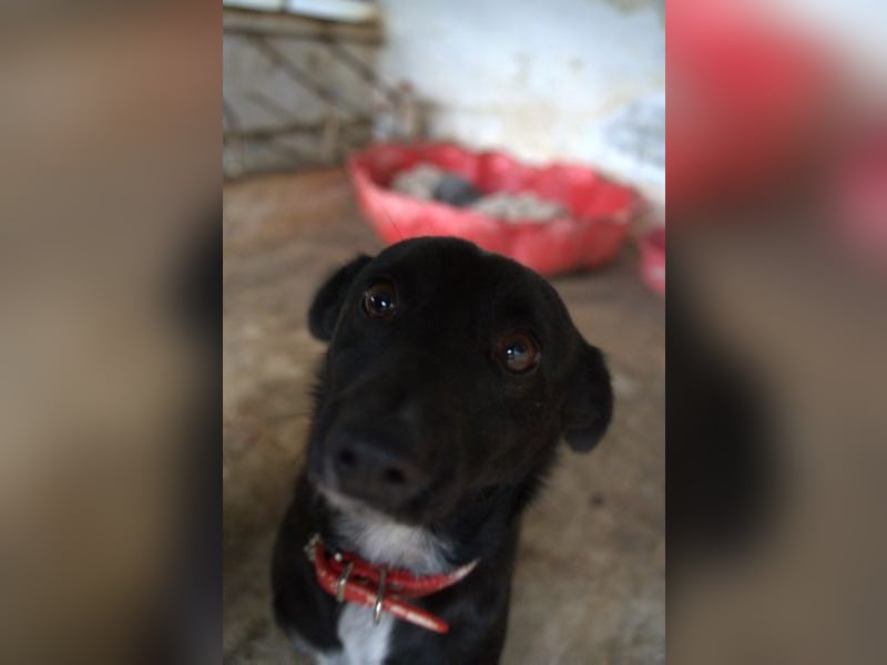 Misty, geb. ca. 11/2023, lebt in GRIECHENLAND, auf einer privaten Pflegestelle