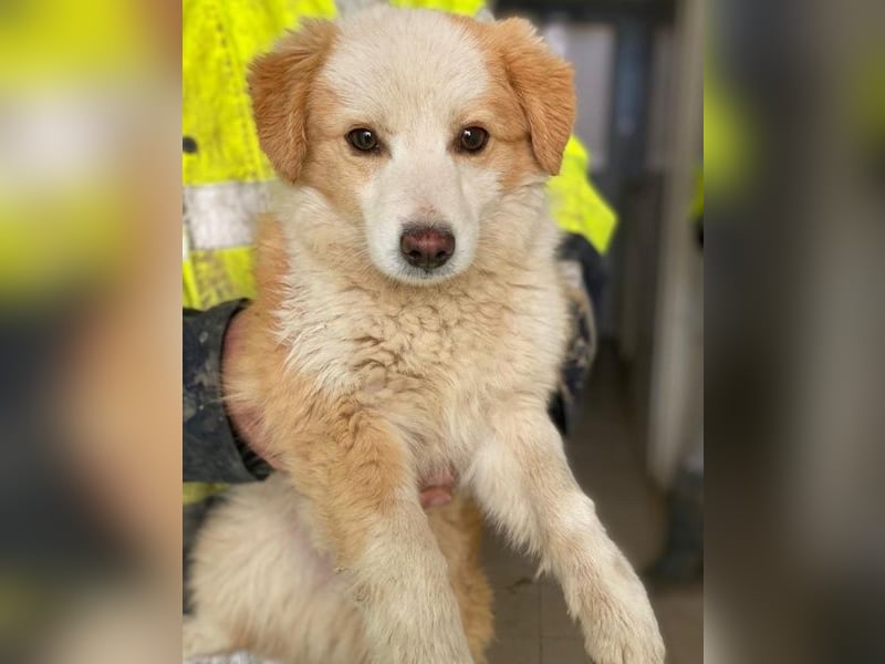 Frederic, geb. ca. 08/2025, lebt auf einer privaten Pflegestelle in - FR-68128 Rosenau